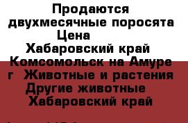 Продаются двухмесячные поросята. › Цена ­ 3 000 - Хабаровский край, Комсомольск-на-Амуре г. Животные и растения » Другие животные   . Хабаровский край